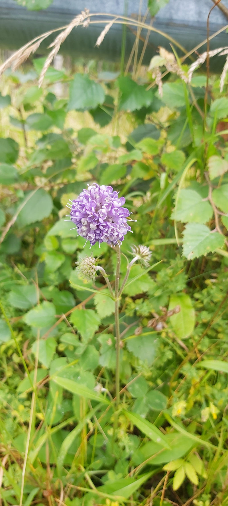 Teufelsabbiss — Bild 1 von 3