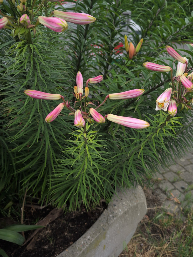 Kroetenlilie — Bild 2 von 11
