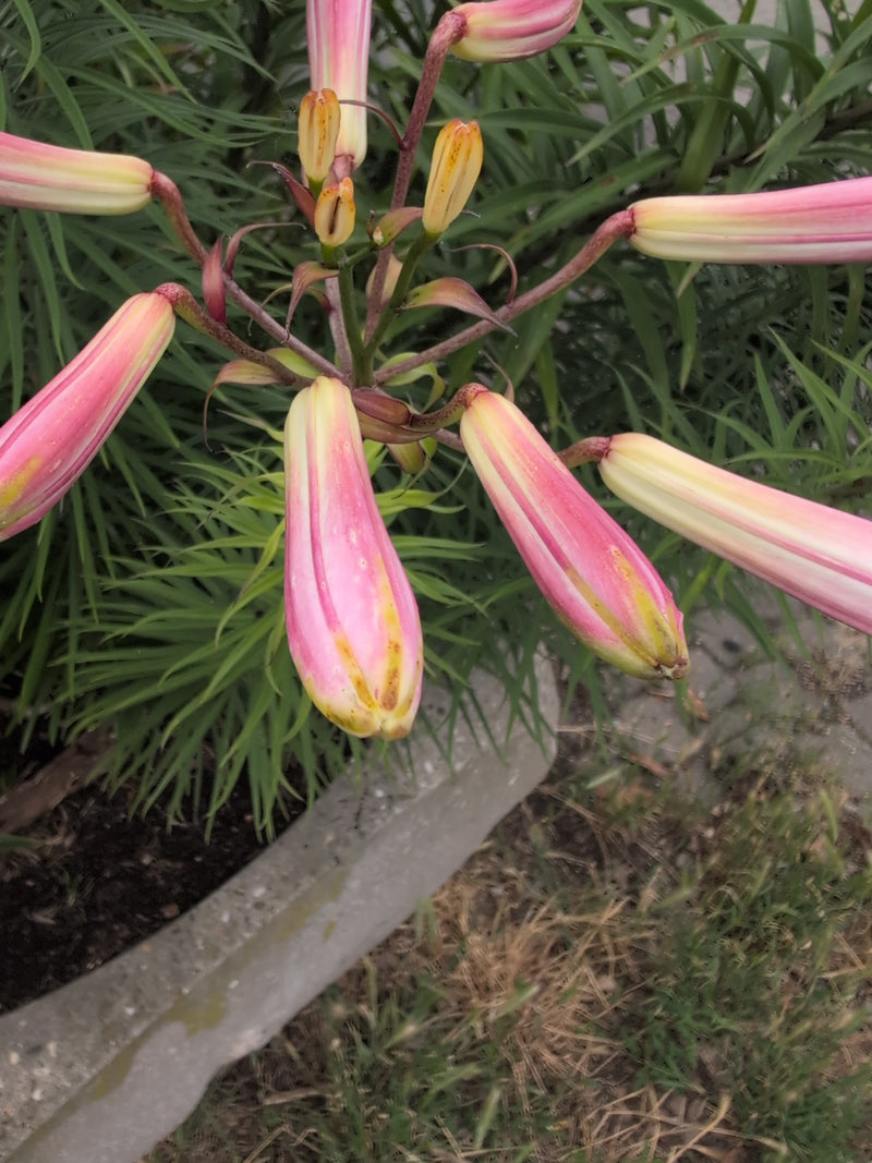 Das Foto zeigt mehrere längliche, rosa-gelbliche Blütenknospen einer Kroetenlilie, die von grünen Blättern umgeben sind. Die Pflanze wächst in einem Pflanzge...