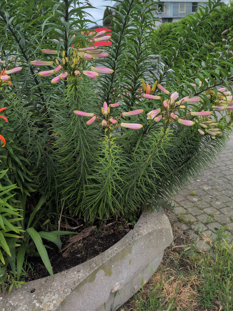 Zu sehen ist eine Gruppe aufrecht wachsender Kroetenlilien mit zahlreichen, noch geschlossenen rosa Blütenknospen. Die Pflanze steht in einem großen Betonkübel.