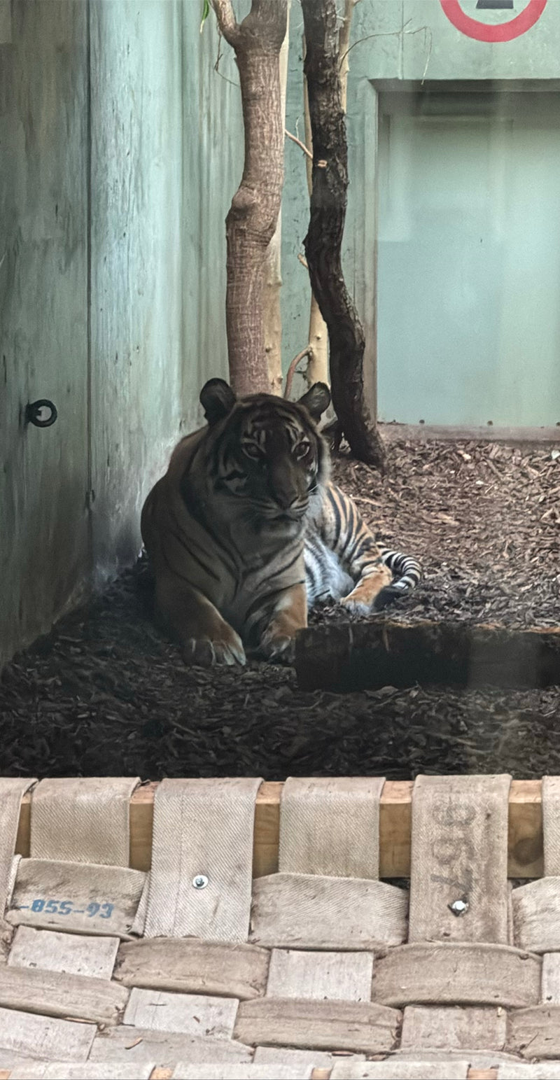 Ein Tiger liegt auf dem rindenbedeckten Boden in einem Gehege und blickt in die Kamera. Das Tier ist deutlich zu erkennen.