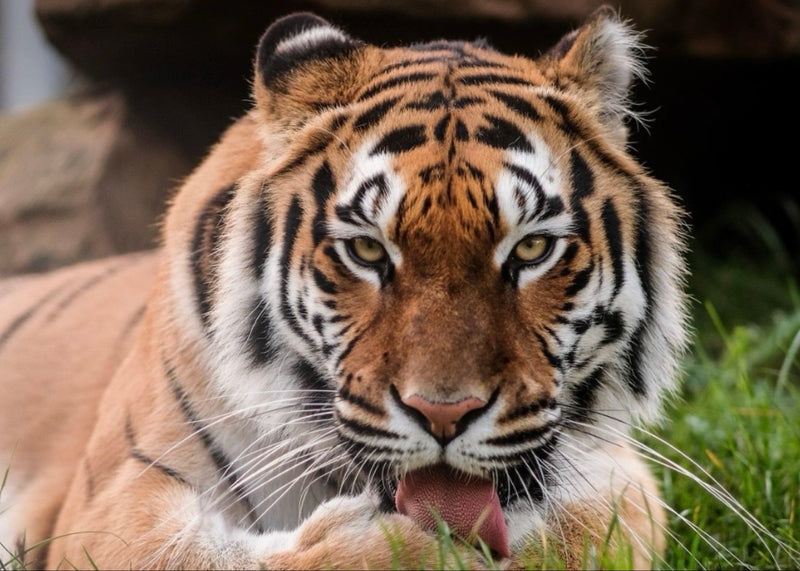 Ein Tiger liegt frontal im Gras und leckt sich das Fell. Die markanten Streifen und das Gesicht sind deutlich erkennbar.
