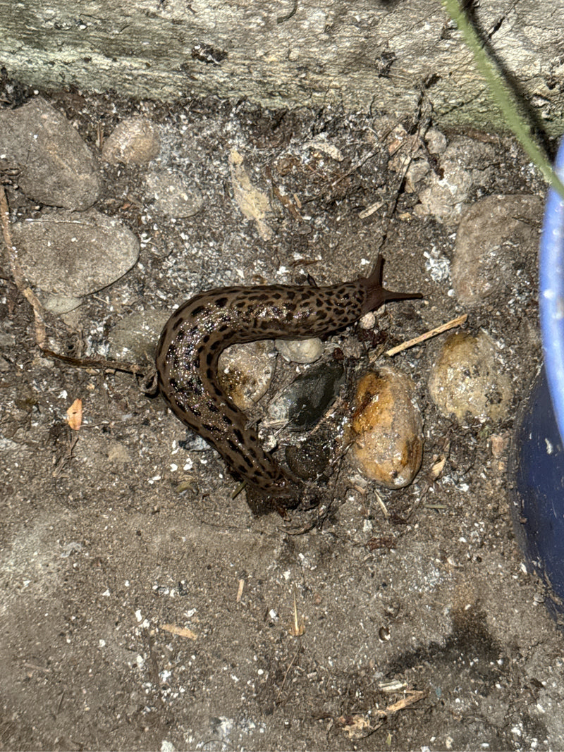 Tigerschnegel Limax Maximus — Bild 4 von 23