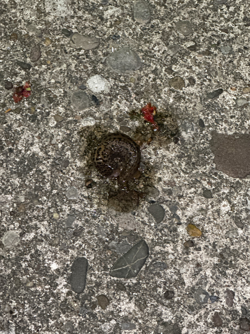 Ein Tigerschnegel liegt eingerollt auf einer rauen Betonoberfläche.