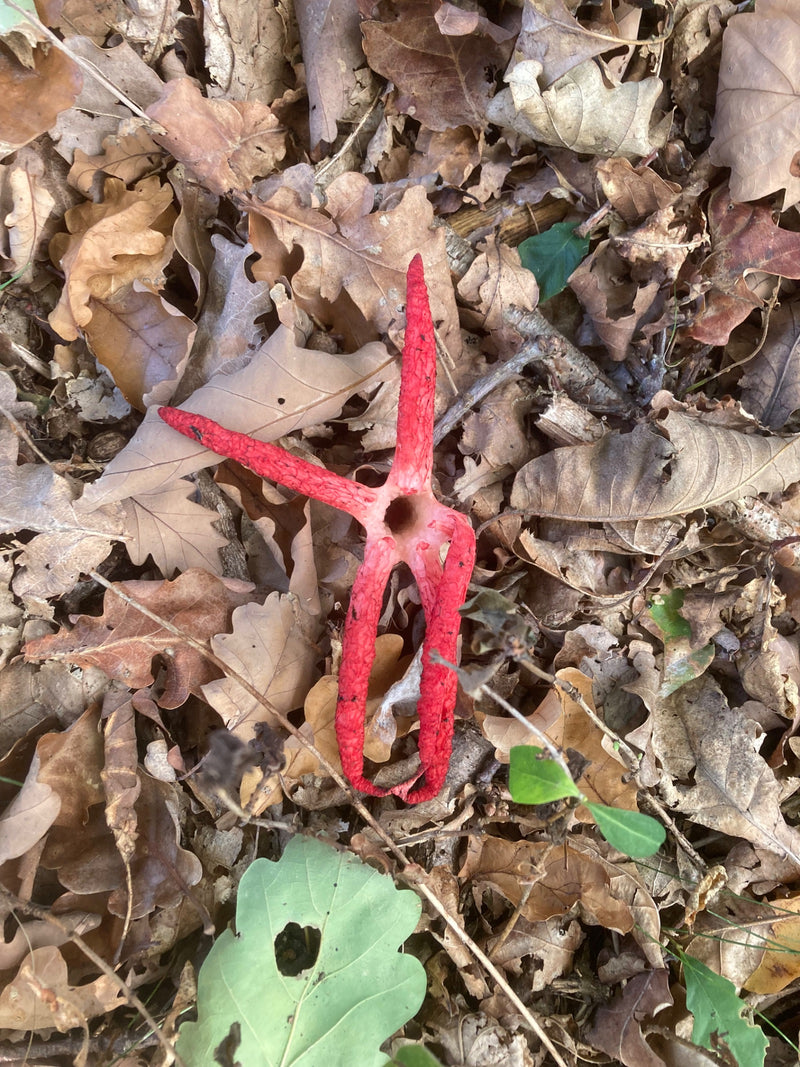 Ein Tintenfischpilz mit leuchtend roten Armen liegt auf trockenem Laubstreu am Waldboden.