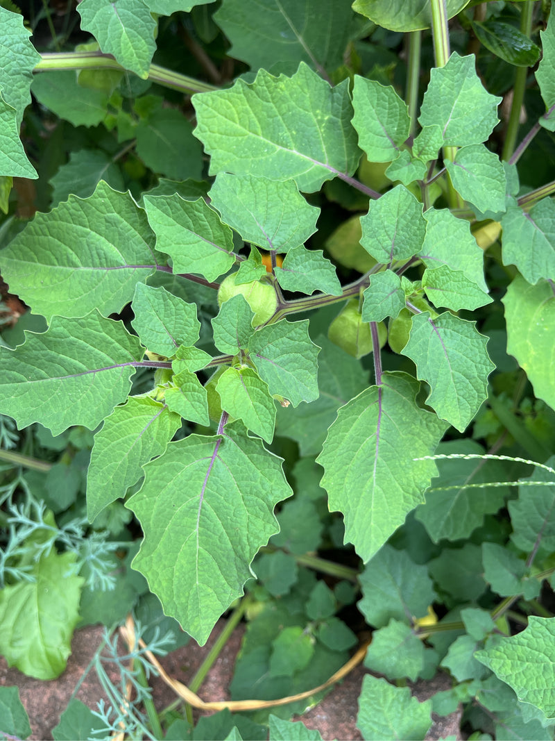 Tomatillo — Bild 1 von 9