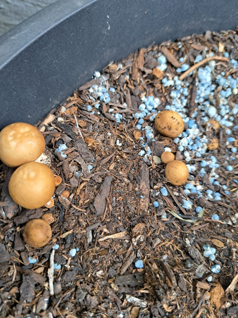Mehrere bräunliche, kugelige Fruchtkörper des Topf-Stäublings wachsen auf der Erde in einem Pflanzkübel. Sie sind gut erkennbar umgeben von Rindenmulch und b...