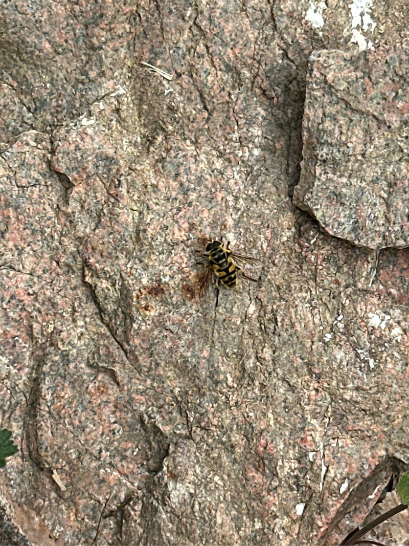 Eine Totenkopfschwebfliege sitzt auf einem strukturierten Steinuntergrund. Die charakteristische Zeichnung auf dem Thorax ist gut zu erkennen.