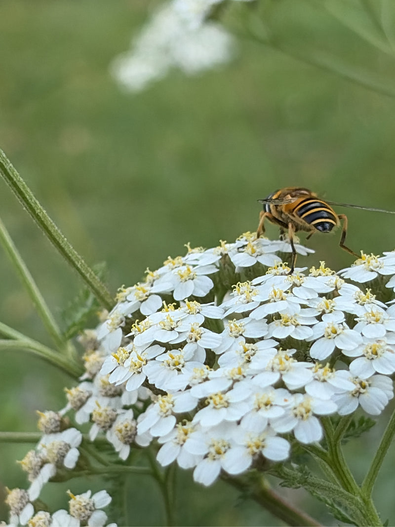 Eine Totenkopfschwebfliege sitzt auf einer weißen Blüte und nimmt Nahrung auf. Das Insekt ist von hinten gut zu erkennen.