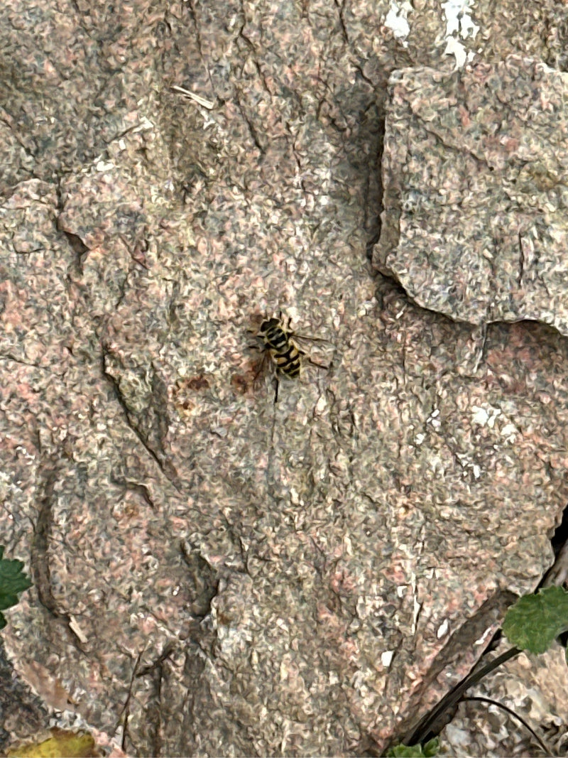 Eine Totenkopfschwebfliege sitzt auf einer strukturierten Steinoberfläche und ruht dort.