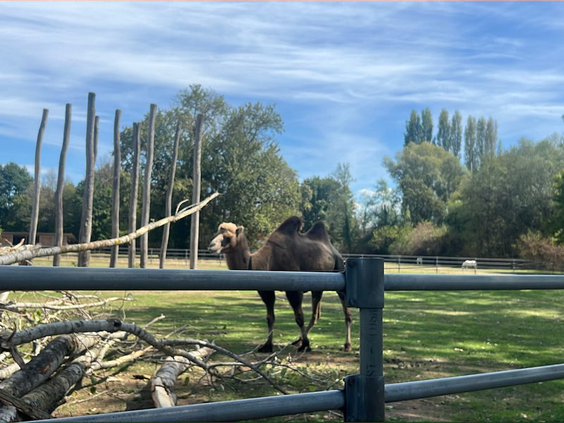 Ein erwachsenes Trampeltier mit zwei Höckern läuft über eine Wiese in einem Gehege. Im Vordergrund befindet sich ein Holzzaun.