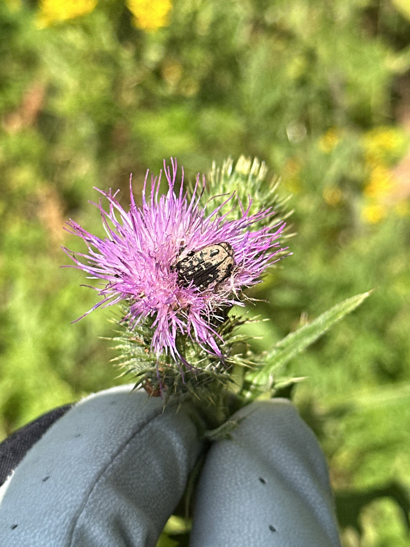 Ein Trauer-Rosenkäfer sitzt auf einer violetten Distelblüte. Die Aufnahme zeigt das Insekt von oben in seiner natürlichen Umgebung.