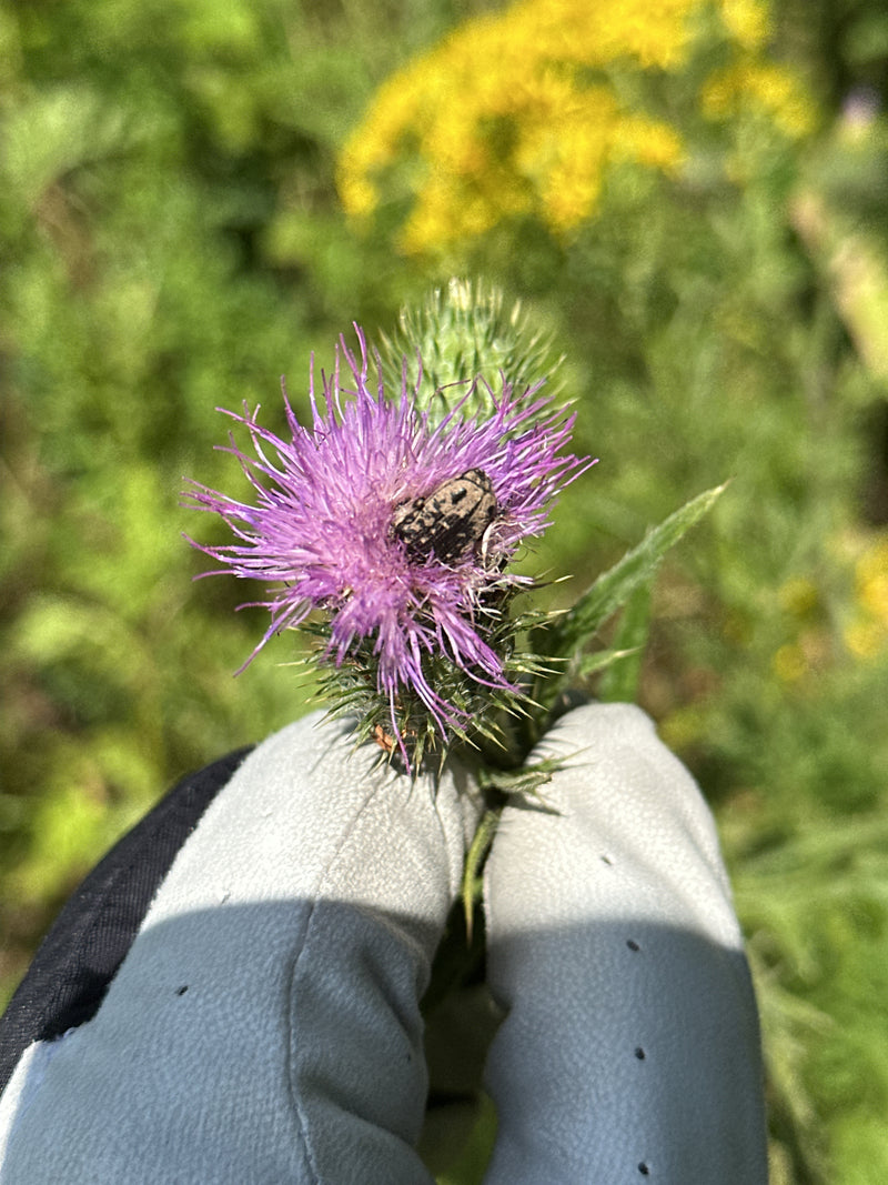 Ein Trauer-Rosenkäfer sitzt auf einer pinkfarbenen Distelblüte. Die Blüte wird von einer behandschuhten Hand gehalten.