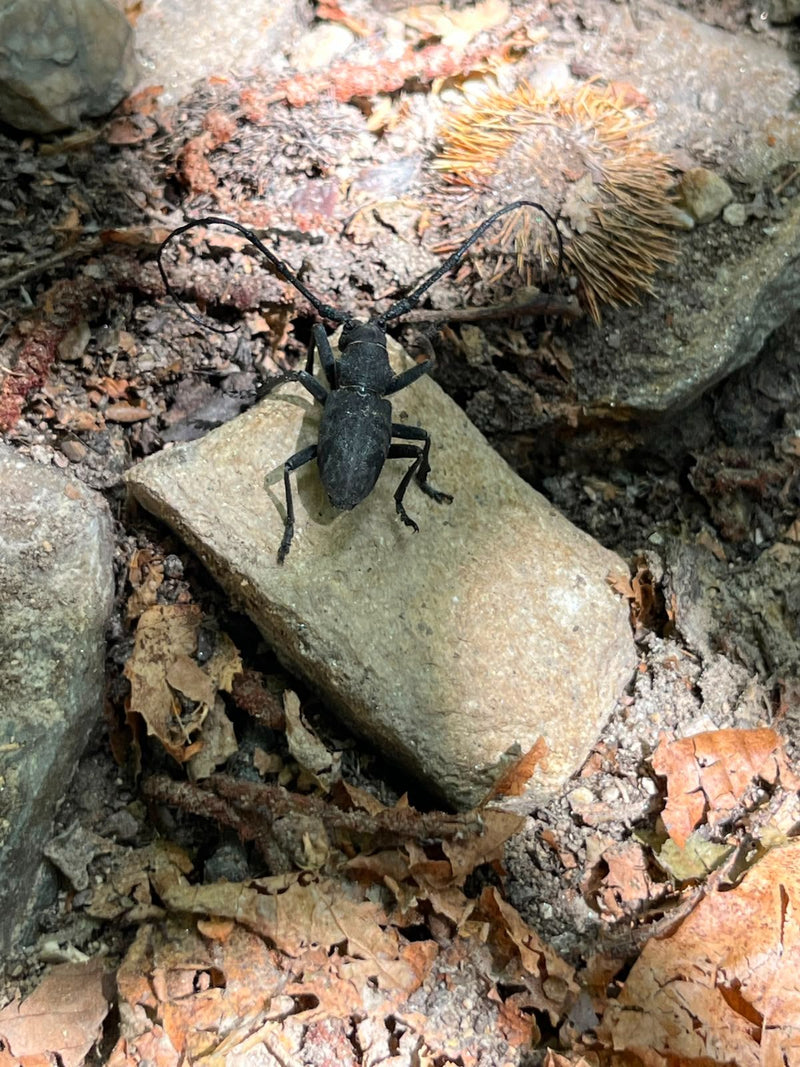 Trauerbock — Bild 1 von 1