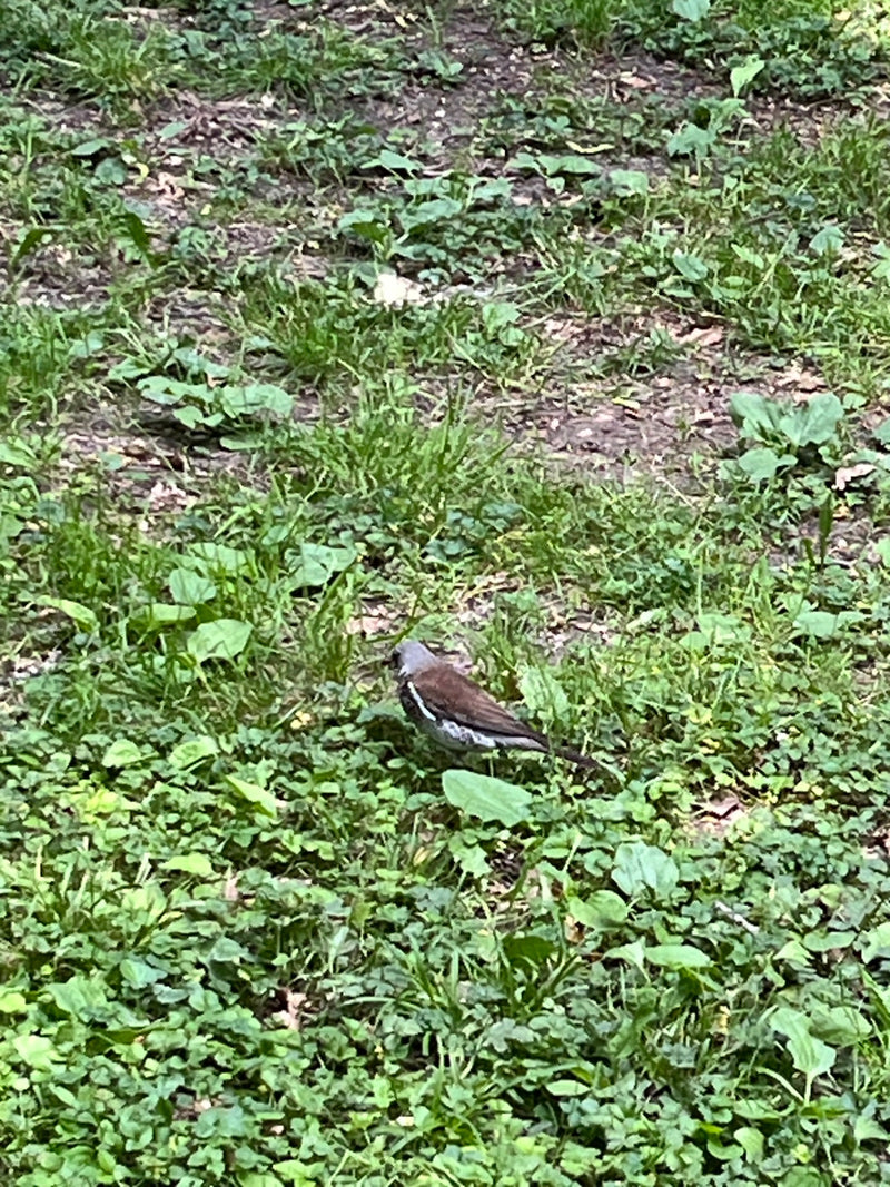 Ein Trauerschnäpper sitzt auf dem Boden in einer Wiese mit Gras und Erde. Der kleine Vogel ist gut zu erkennen.