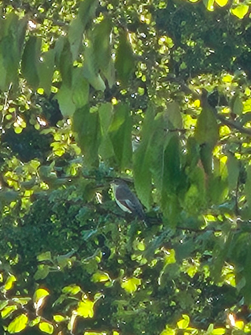 Ein Trauerschnäpper sitzt gut getarnt zwischen den grünen Blättern eines Baumes. Der Vogel ist durch das dichte Laub hindurch nur undeutlich zu erkennen.