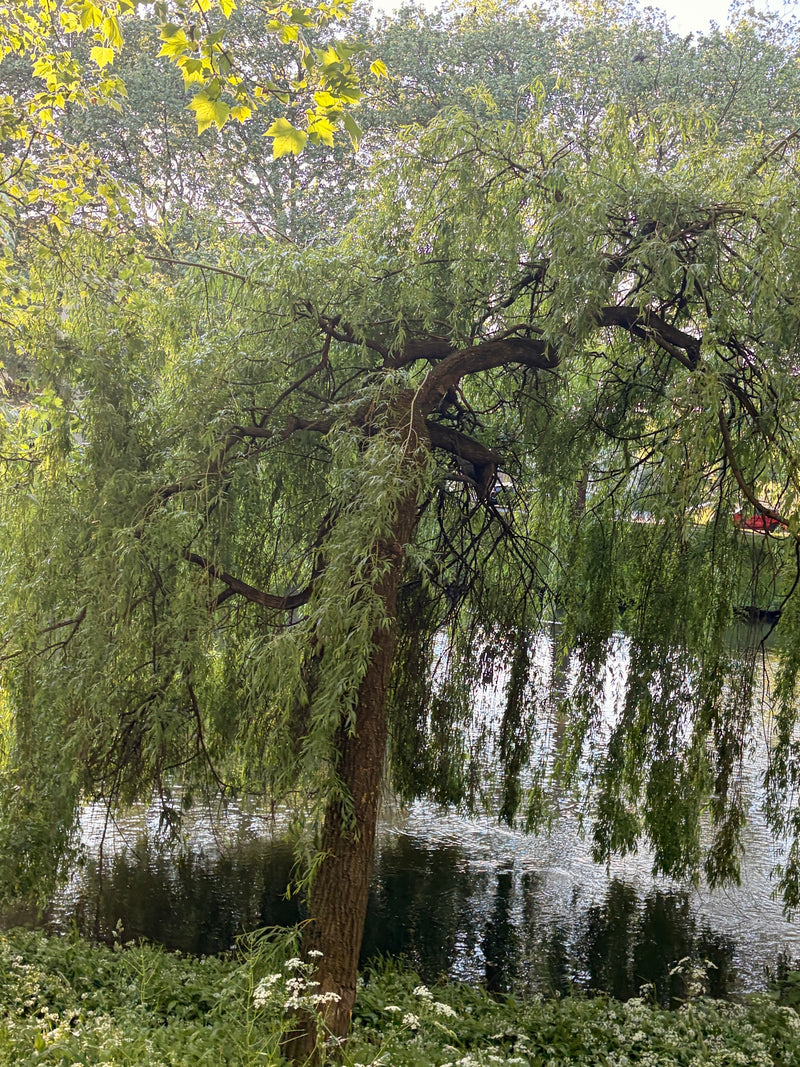 Trauerweide — Bild 2