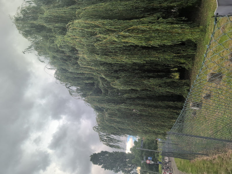Trauerweide — Bild 2 von 11