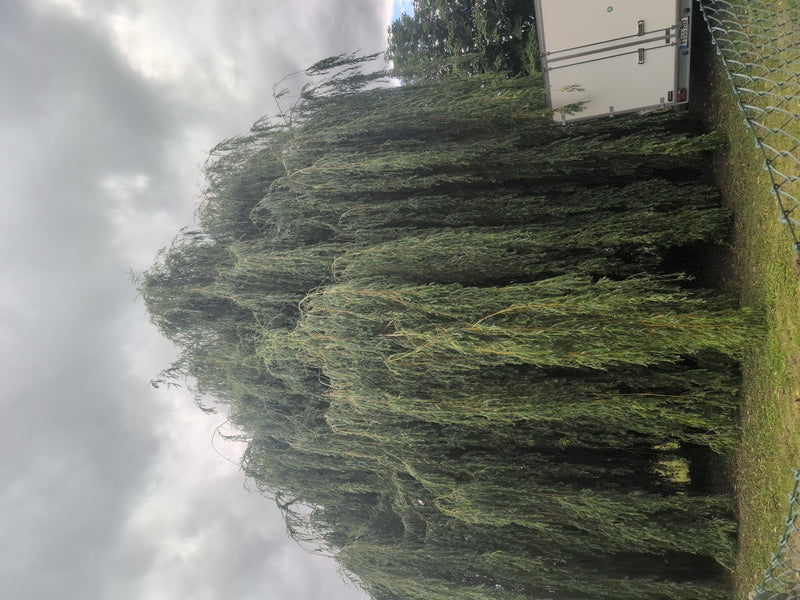 Trauerweide — Bild 3 von 11