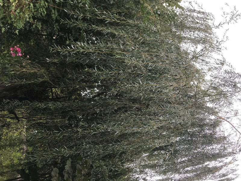 Trauerweide — Bild 5