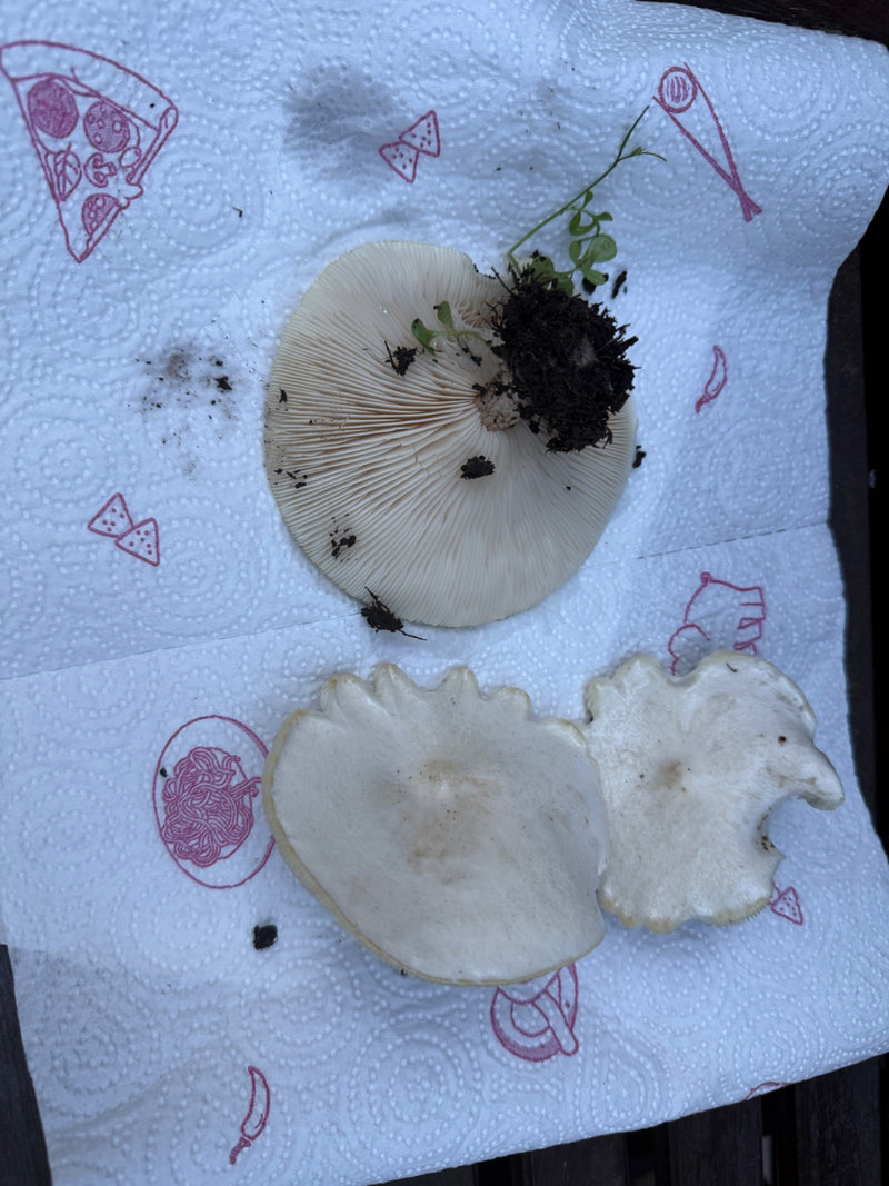 Trichterlinge — Bild 2