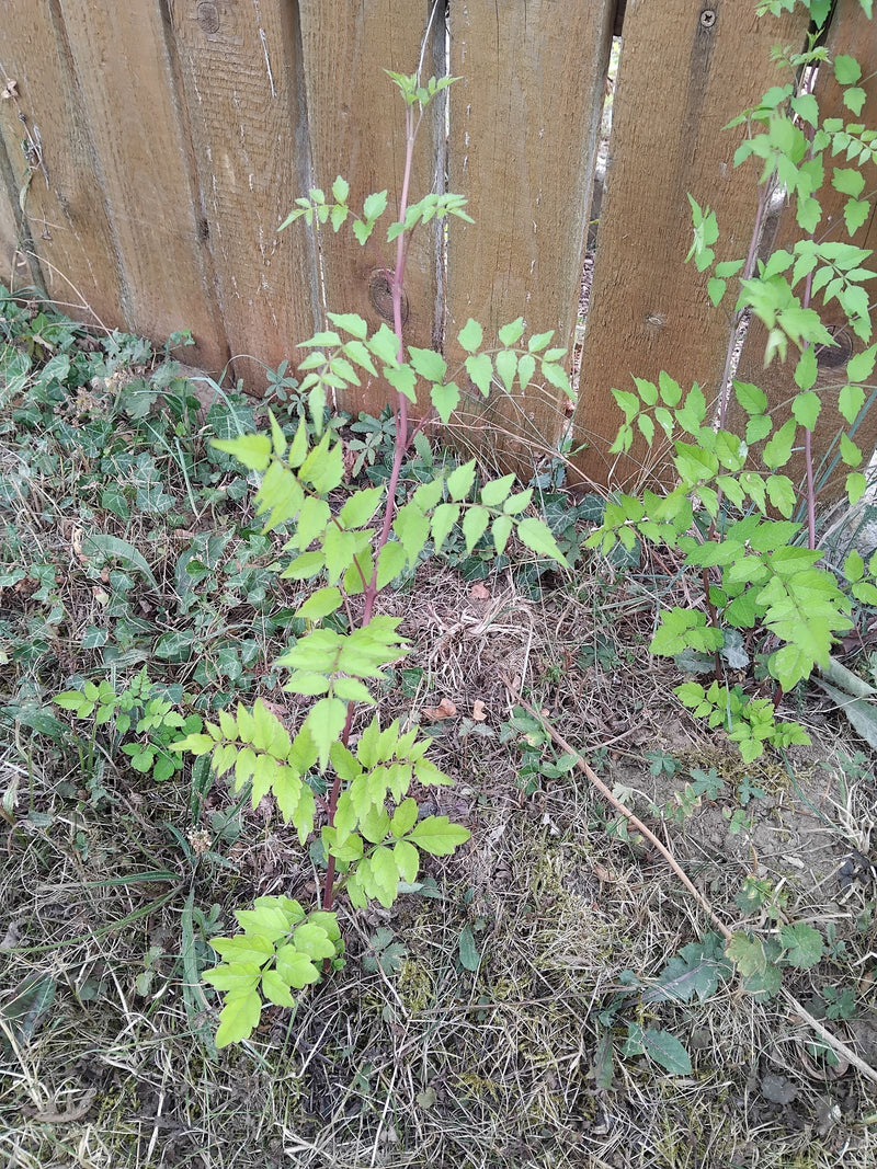 Junge Triebe einer Trompetenblume wachsen an einem Holzzaun im Garten empor.