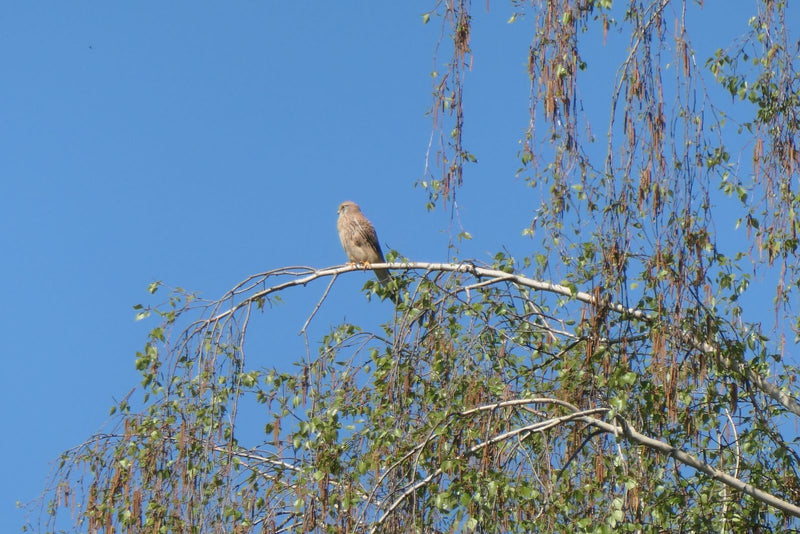 Ein Turmfalke sitzt auf einem dünnen Ast in den Baumkronen einer Birke. Im Hintergrund ist ein klarer blauer Himmel zu sehen.