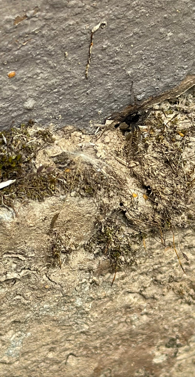 Auf dem Bild ist eine Ufer-Wolfspinne zu sehen, die auf einer mit Moos bewachsenen Steinoberfläche sitzt. Sie verharrt reglos auf dem unebenen Untergrund.