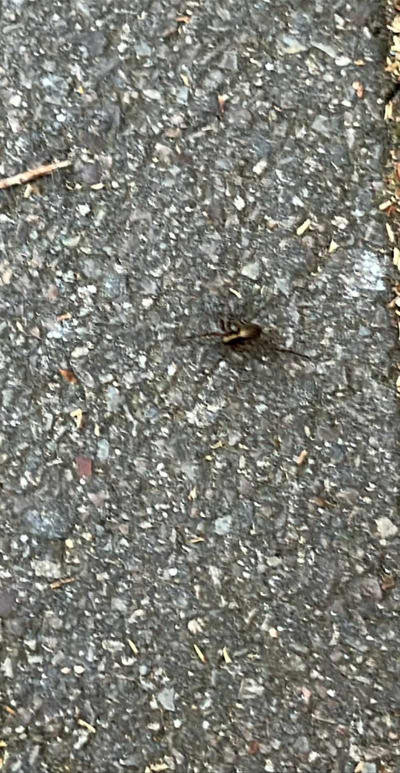 Eine Ufer-Wolfspinne sitzt auf einem dunklen Asphaltweg. Die Aufnahme zeigt das Tier aus der Vogelperspektive.