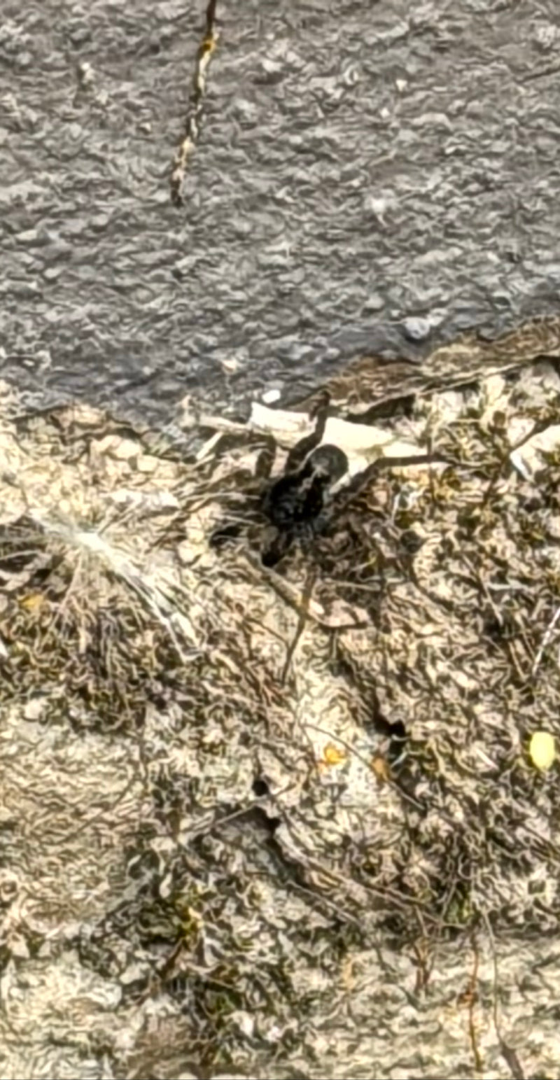 Auf dem Bild ist eine Ufer-Wolfspinne zu sehen, die auf einem strukturierten Untergrund sitzt. Die Spinne ist in der Aufsicht gut erkennbar.
