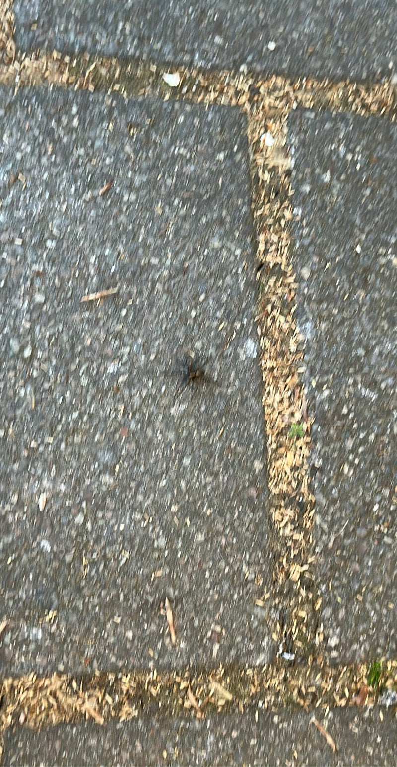 Auf dem Bild ist eine Ufer-Wolfspinne auf einem gepflasterten Boden zu sehen. Die Aufnahme ist stark verwackelt.