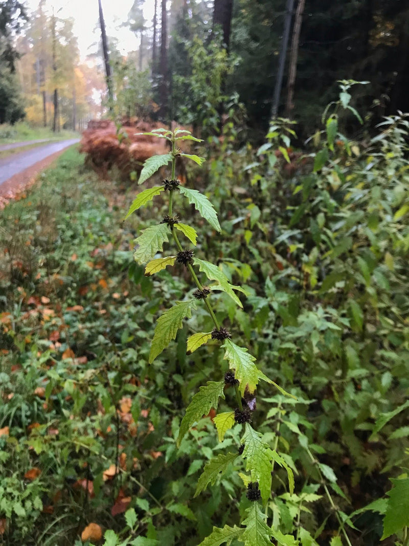 Aufnahme einer aufrechten Pflanze am Waldrand mit gegenständigen, gezähnten Blättern und markanten, dunklen, kugeligen Fruchtständen in den Blattachseln.