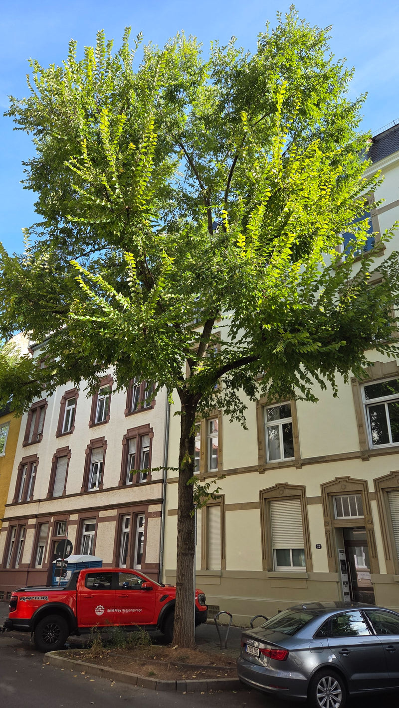 Ulme — Bild 5 von 17