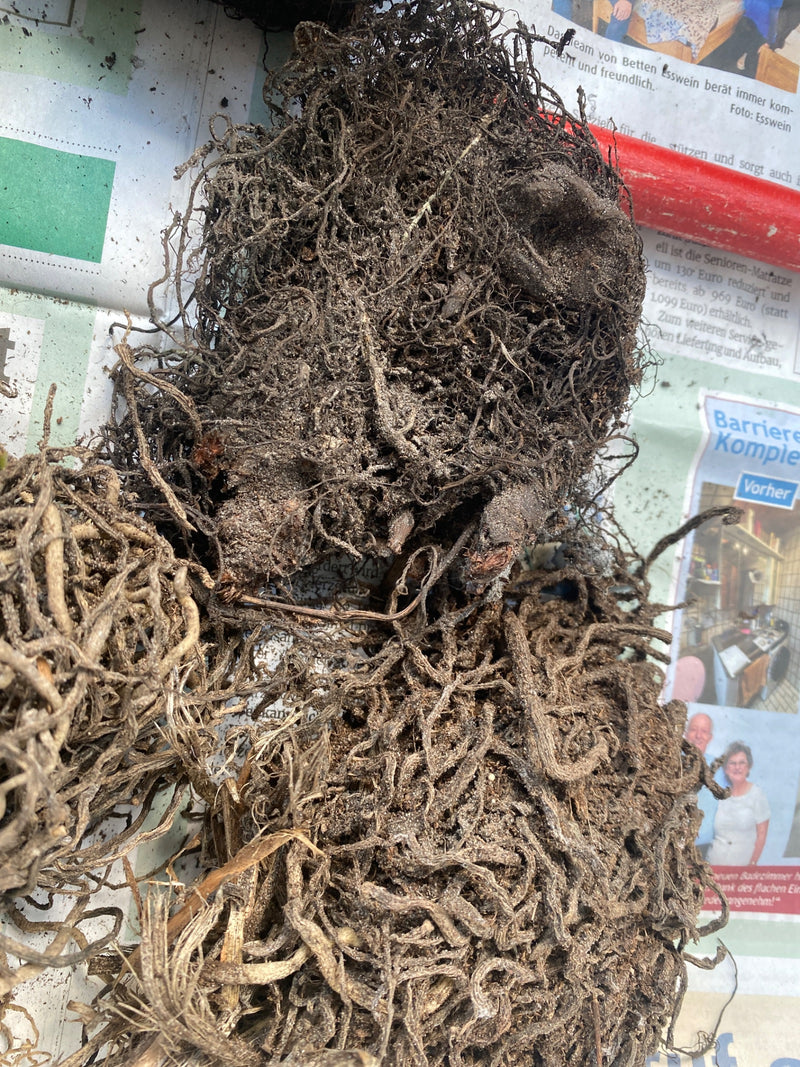 Unbestimmte Pflanze (Wurzelballen) — Bild 2