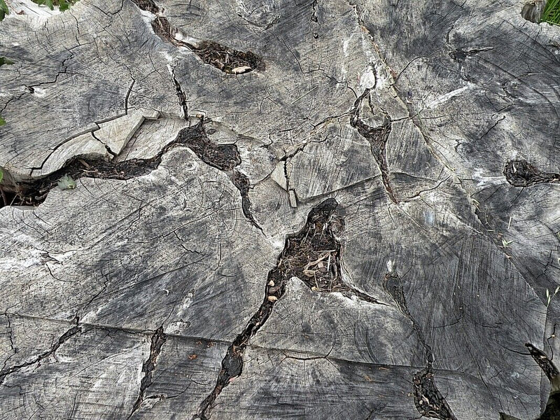 Unbestimmte Pflanze (Wurzelballen) — Bild 3