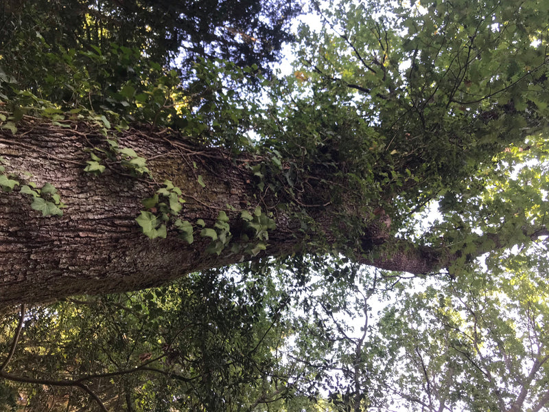 Ungarische Eiche — Bild 2 von 2