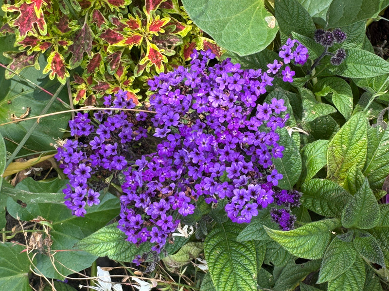 Draufsicht auf die dichten, violetten Blütenstände einer blühenden Vanilleblume, umgeben von grünen Laubblättern.