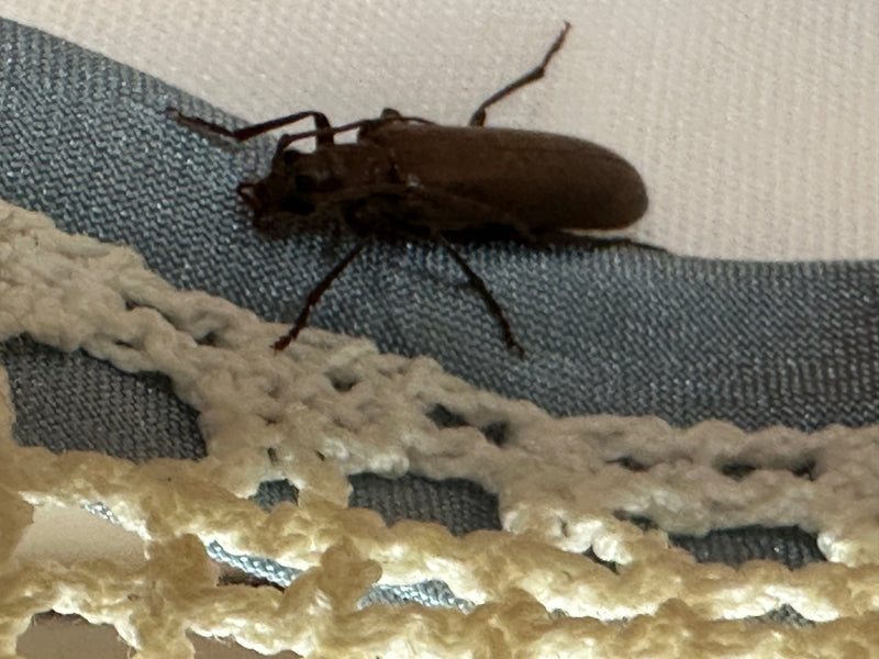 Auf dem Bild ist ein Veränderlicher Scheibenbock zu sehen, der auf einer strukturierten Textiloberfläche ruht. Das Insektenexemplar zeigt die typische Gestal...