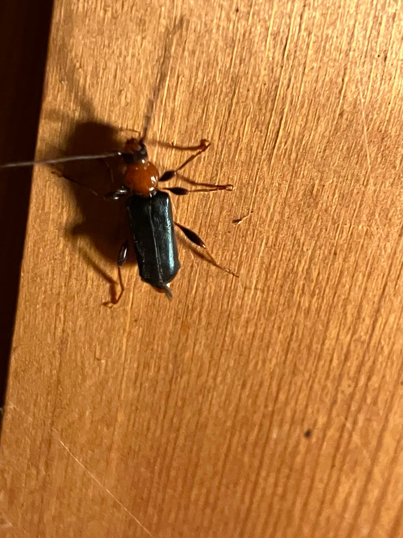 Ein Veränderlicher Scheibenbock sitzt auf einer hellen Holzoberfläche. Der Käfer zeigt gut erkennbare Merkmale wie den rötlichen Halsschild und die dunklen F...