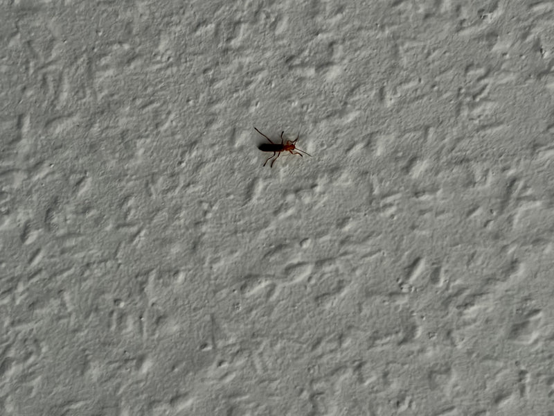 Auf einer hellen, strukturierten Wand sitzt ein einzelner Variabler Weichkäfer. Das Insekt ruht auf der Oberfläche.