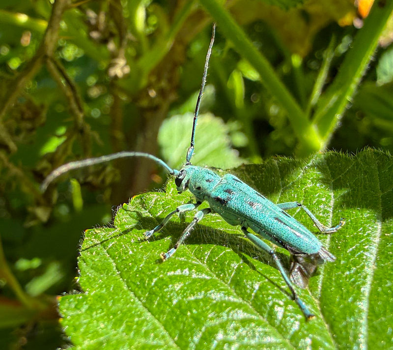 Ein Veilchenblauer Walzenhalsbock sitzt auf einem grünen Blatt in der Vegetation. Der längliche Käfer ist gut erkennbar.