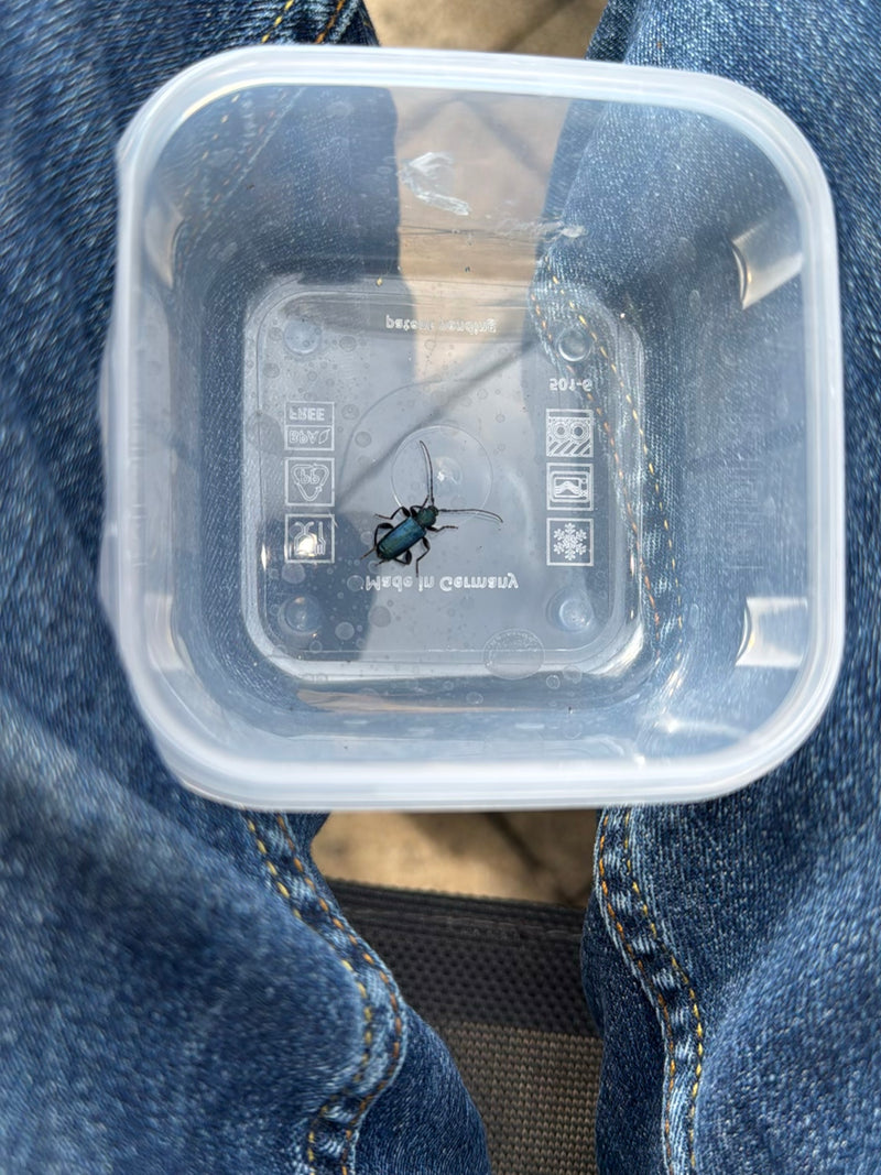 Bockkäfer aus der Familie Cerambycidae. Diagnostische Merkmale: sehr lange, fadenförmige Fühler (~1/2 Körperlänge — schließt Prachtkäfer/Buprestidae aus), lä...
