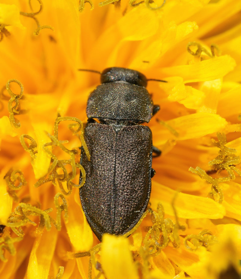 Ein Veilchenblauer Wurzelhalskäfer sitzt in der Aufsicht auf einer gelben Blütenblüte. Das Insekt ist detailreich und gut erkennbar.