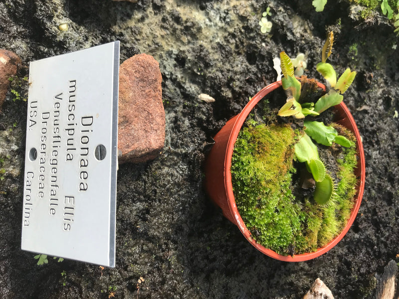 Auf der Aufnahme ist eine Venusfliegenfalle in einem kleinen Blumentopf zu sehen, daneben befindet sich ein botanisches Hinweisschild. Die charakteristischen...