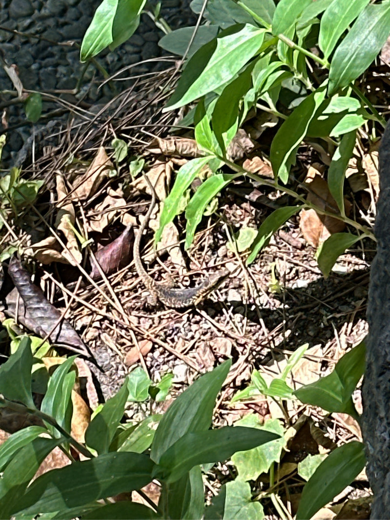 Ein Vielstreifen-Skink ruht auf einem Boden aus Laub und Zweigen, umgeben von grünen Pflanzen.