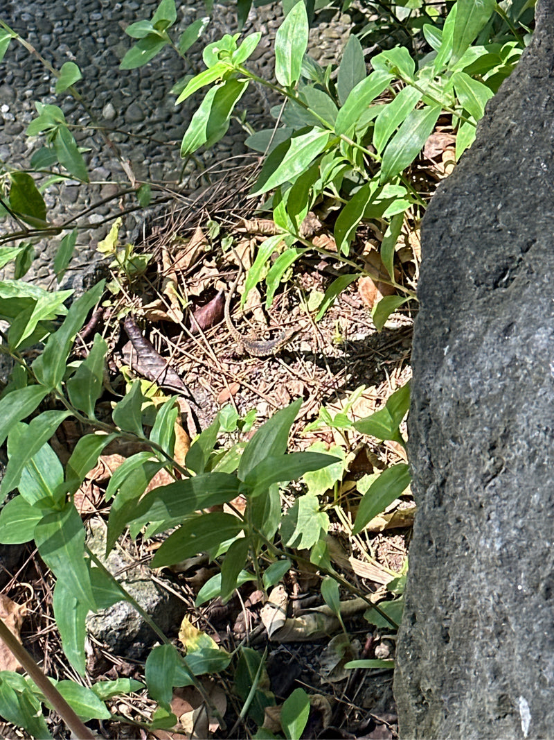 Ein Vielstreifen-Skink sitzt gut getarnt auf dem Waldboden zwischen trockenem Laub und grünen Pflanzen.