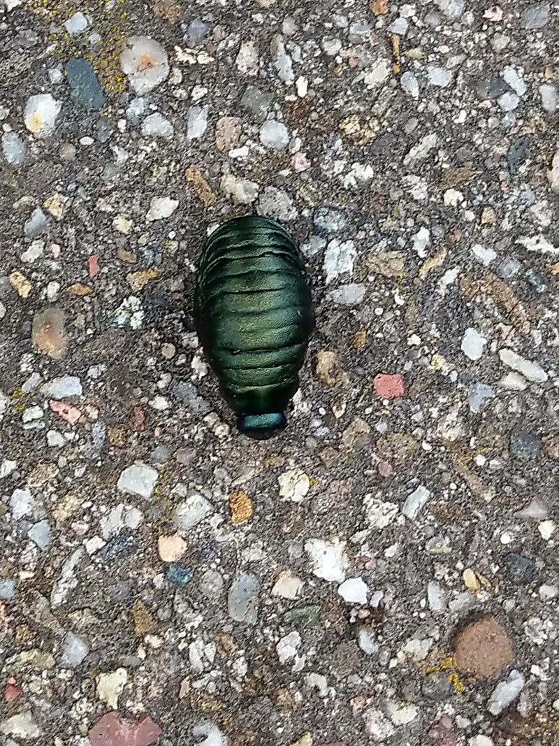 Auf dem Foto ist ein Violetter Ölkäfer von oben zu sehen. Er sitzt auf einem hellen Schotterboden.