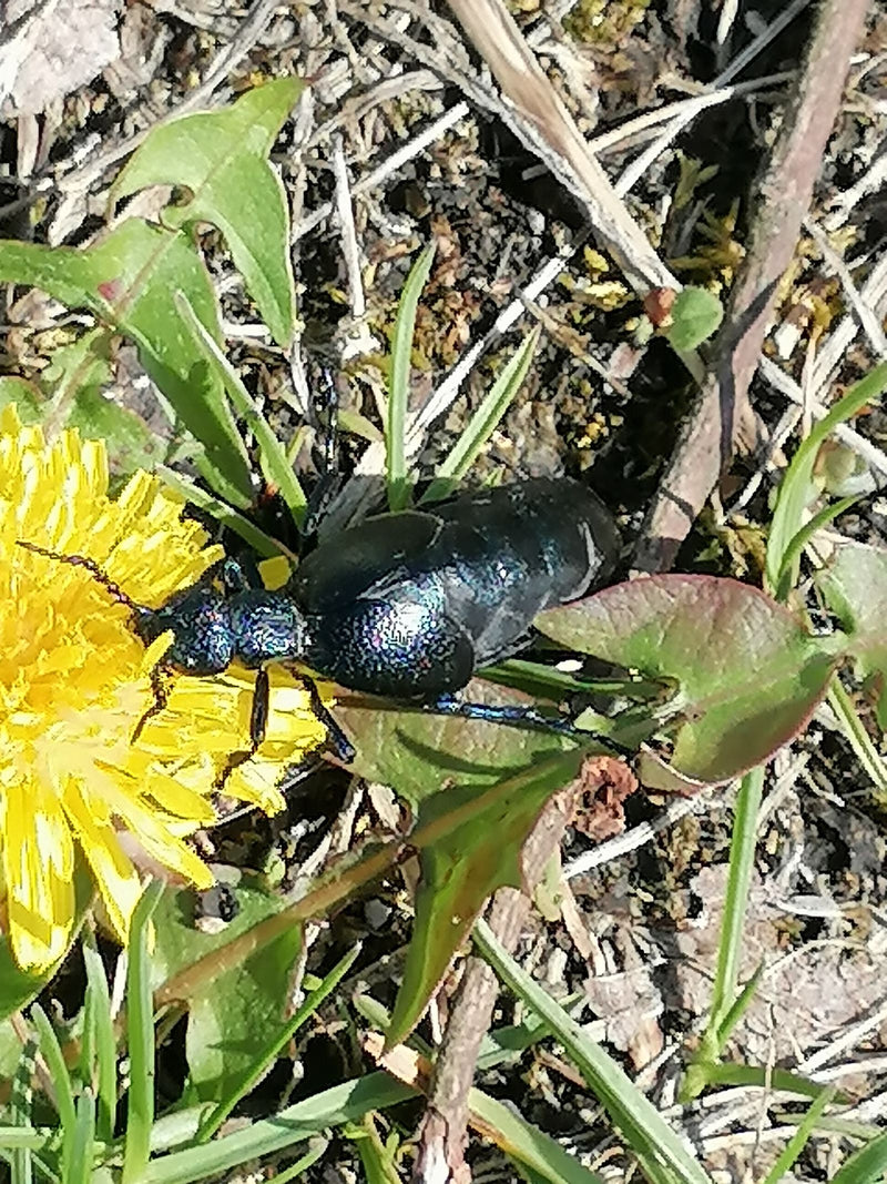 Auf dem Bild ist ein Violetter Ölkäfer zu sehen, der auf dem Boden zwischen Gras und einer gelben Löwenzahnblüte sitzt. Das Insekt zeigt seine charakteristis...