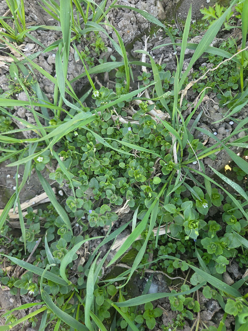 Zu sehen ist eine Vogelmiere (Stellaria media), die mit ihren kleinen grünen Blättern und winzigen weißen Blüten auf einem Ackerboden wächst.
