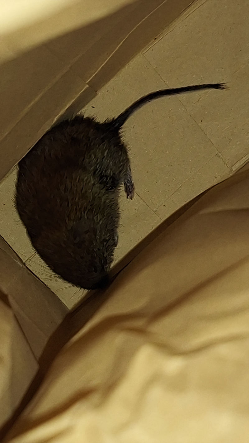 Wühlmaus (Microtus sp.) — Bild 1 von 1